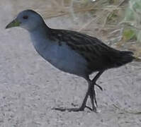 Ash-throated Crake