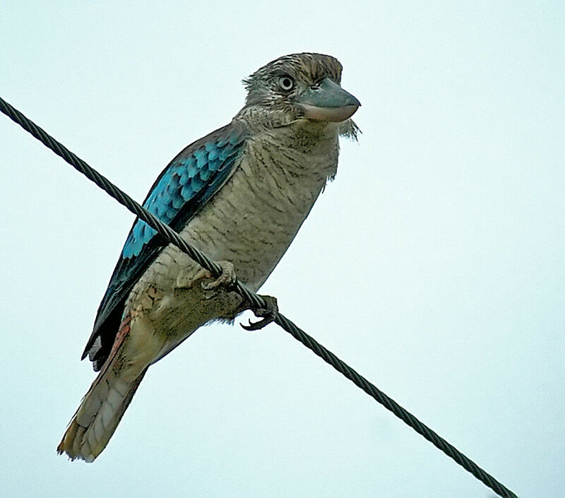 Blue-winged Kookaburra