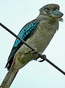 Blue-winged Kookaburra