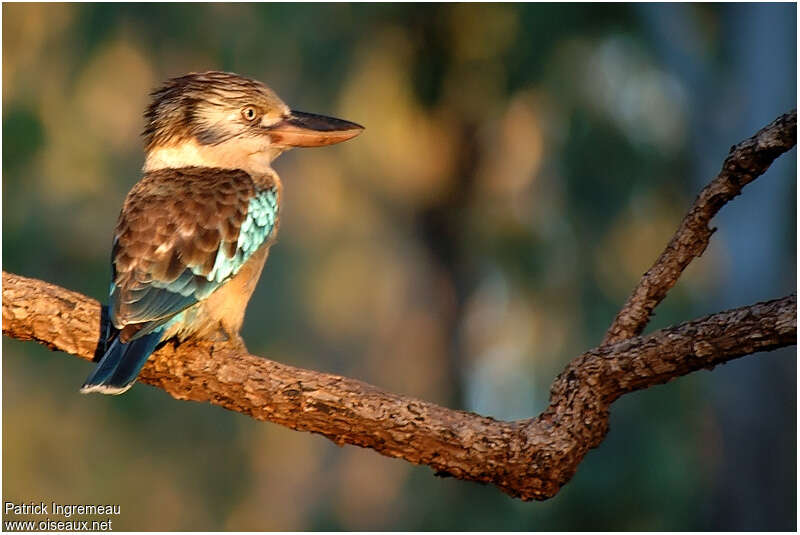 Martin-chasseur à ailes bleues, identification