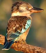 Blue-winged Kookaburra