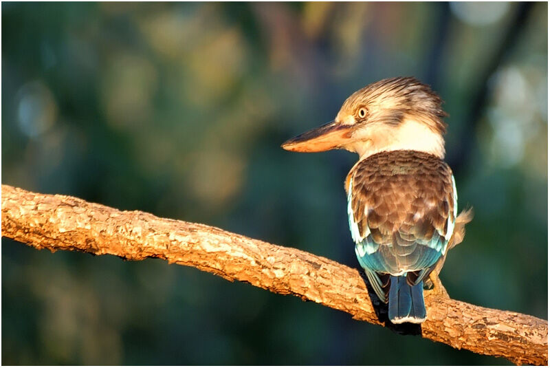 Martin-chasseur à ailes bleues