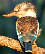 Blue-winged Kookaburra