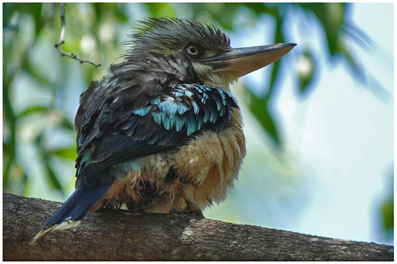 Blue-winged Kookaburraadult