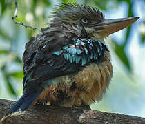 Blue-winged Kookaburra