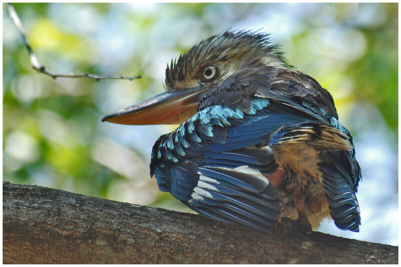 Blue-winged Kookaburraadult