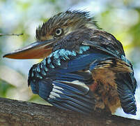 Blue-winged Kookaburra