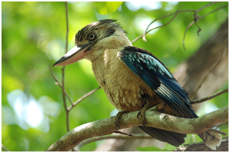 Blue-winged Kookaburra