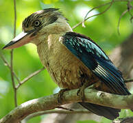 Blue-winged Kookaburra