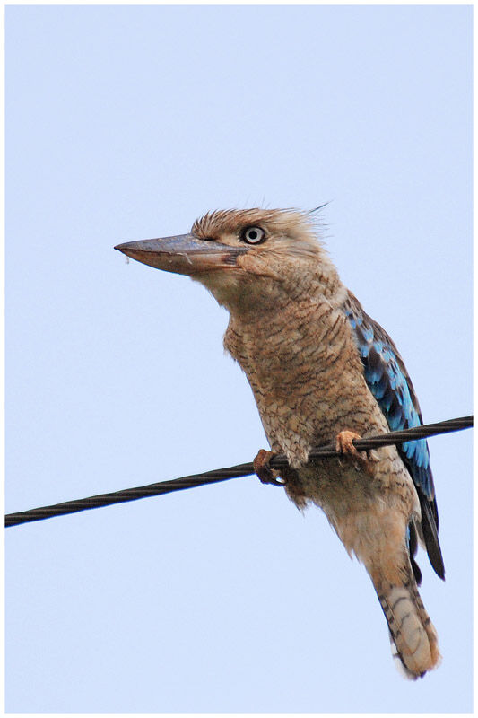 Blue-winged Kookaburraadult