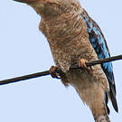 Martin-chasseur à ailes bleues