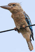 Blue-winged Kookaburra