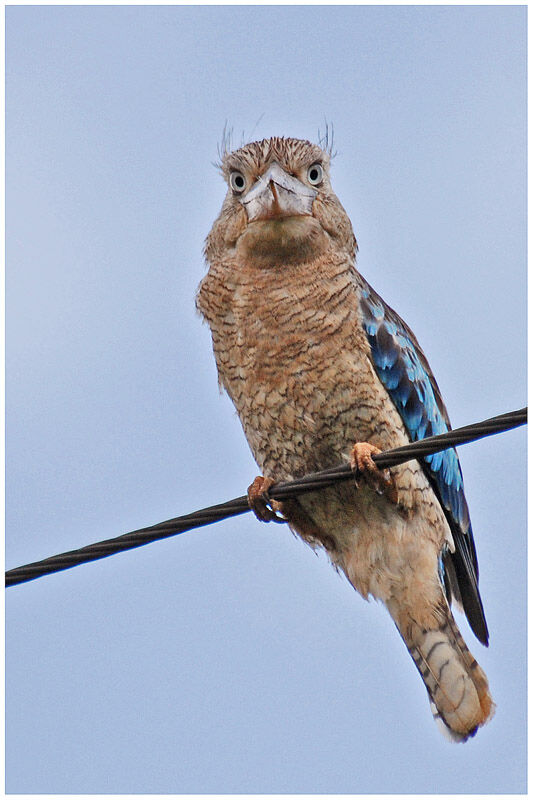 Blue-winged Kookaburraadult