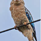 Martin-chasseur à ailes bleues