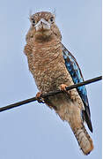 Blue-winged Kookaburra