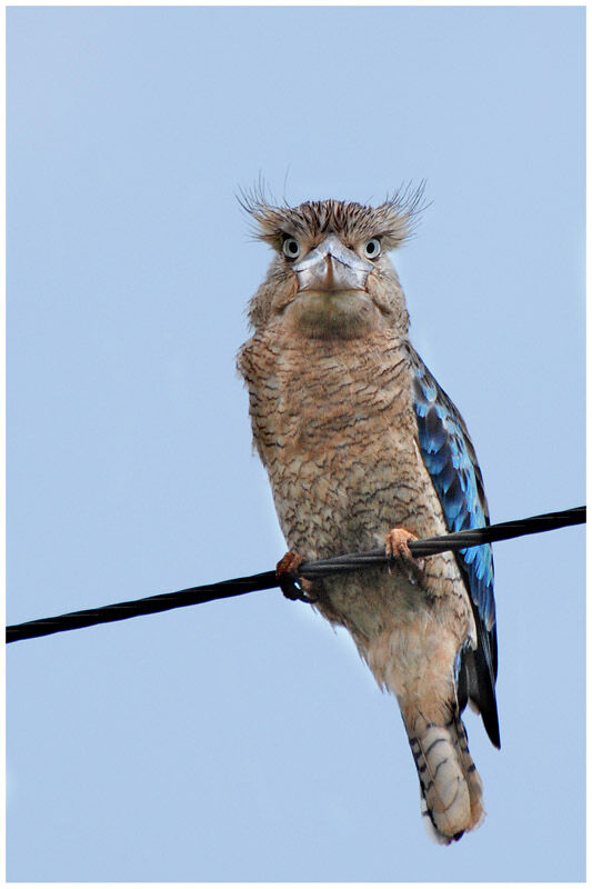 Blue-winged Kookaburraadult