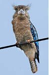 Martin-chasseur à ailes bleues