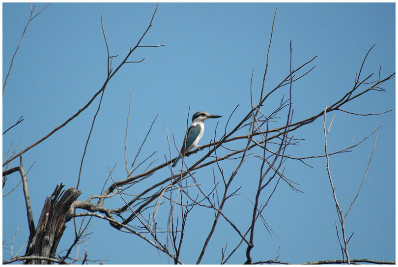 Red-backed Kingfisher