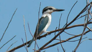 Red-backed Kingfisher