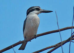 Red-backed Kingfisher