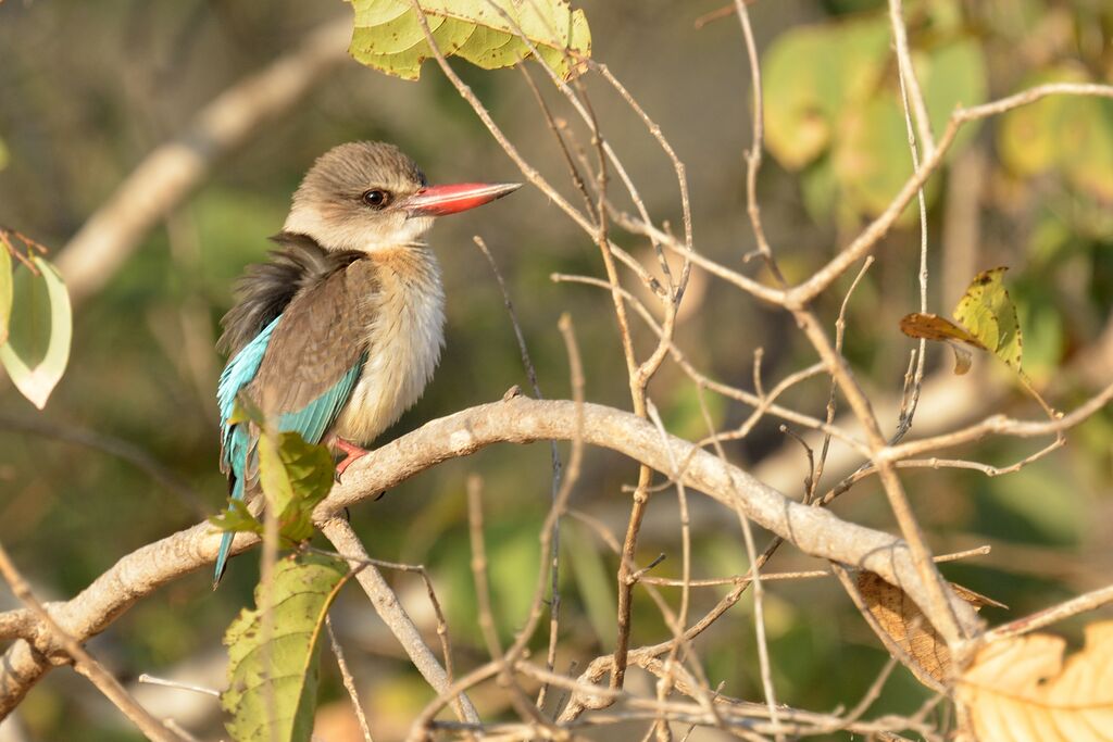 Martin-chasseur à tête brune femelle adulte