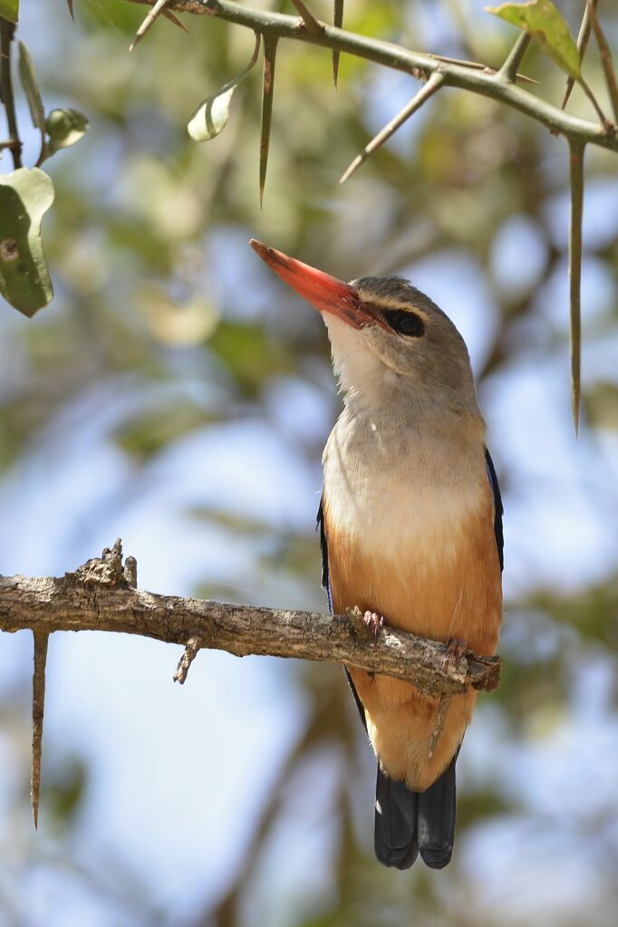 Grey-headed Kingfisheradult, close-up portrait