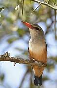 Grey-headed Kingfisher