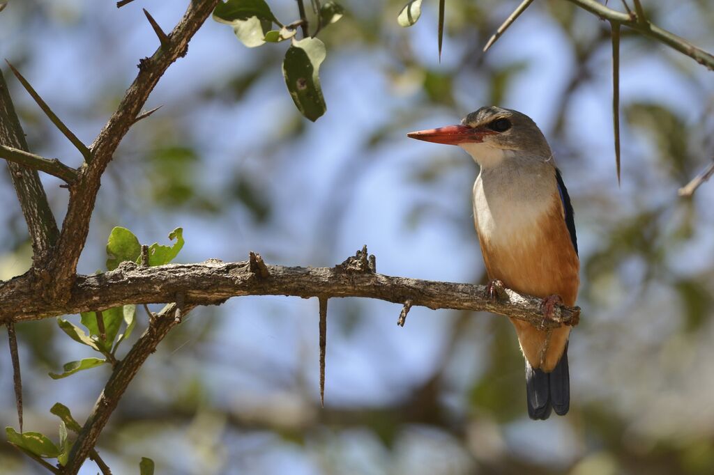 Grey-headed Kingfisheradult