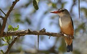 Grey-headed Kingfisher