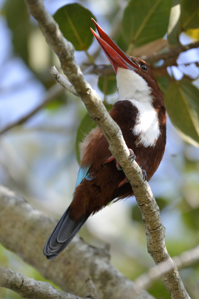 White-throated Kingfisheradult