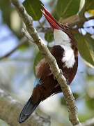 White-throated Kingfisher