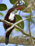 White-throated Kingfisher