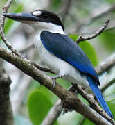 Torresian Kingfisher