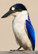 Forest Kingfisher