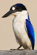 Forest Kingfisher