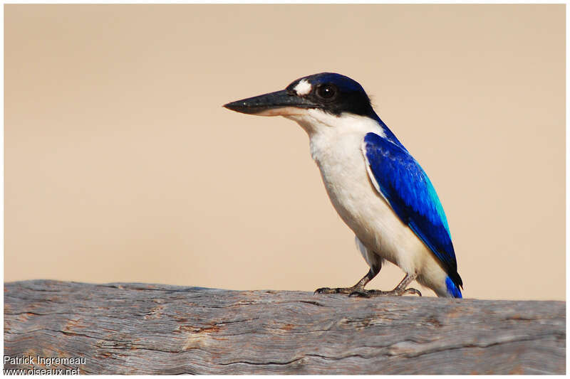 Forest Kingfisheradult