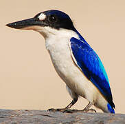 Forest Kingfisher