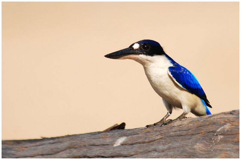 Forest Kingfisheradult