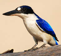 Forest Kingfisher