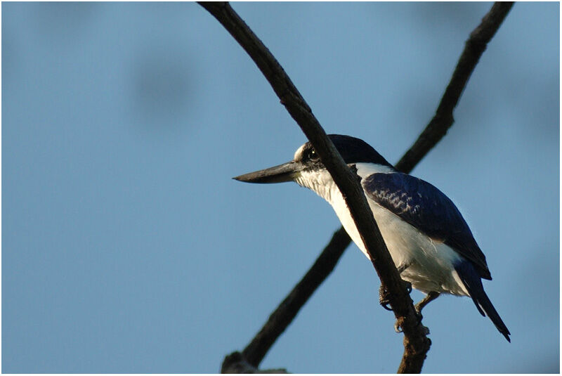 Forest Kingfisheradult