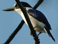 Forest Kingfisher