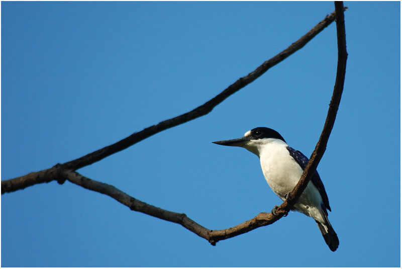 Forest Kingfisheradult