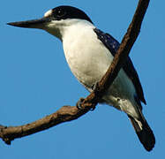 Forest Kingfisher