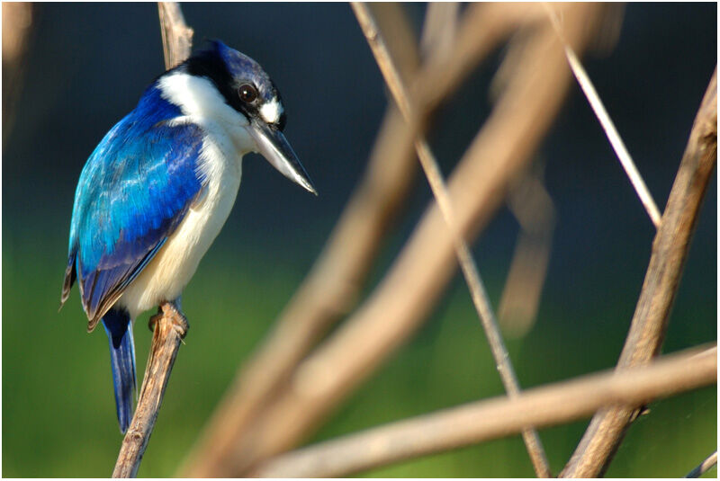 Forest Kingfisheradult