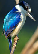 Forest Kingfisher