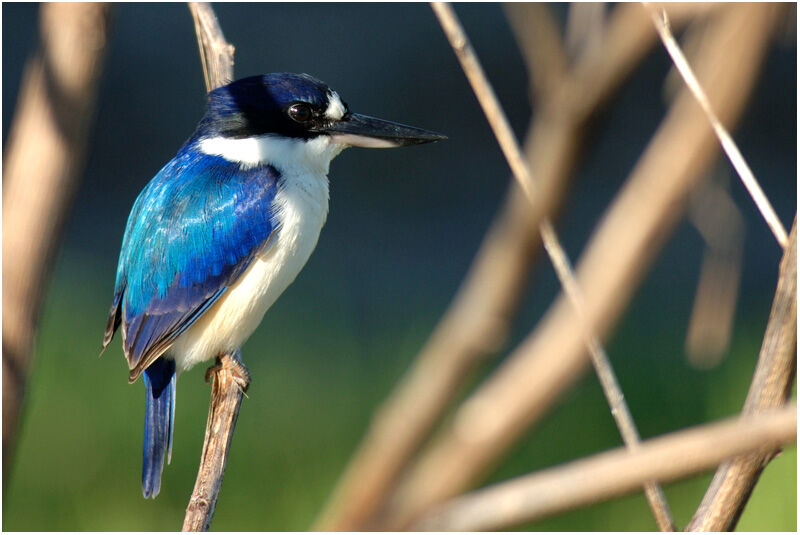 Forest Kingfisheradult