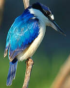 Forest Kingfisher