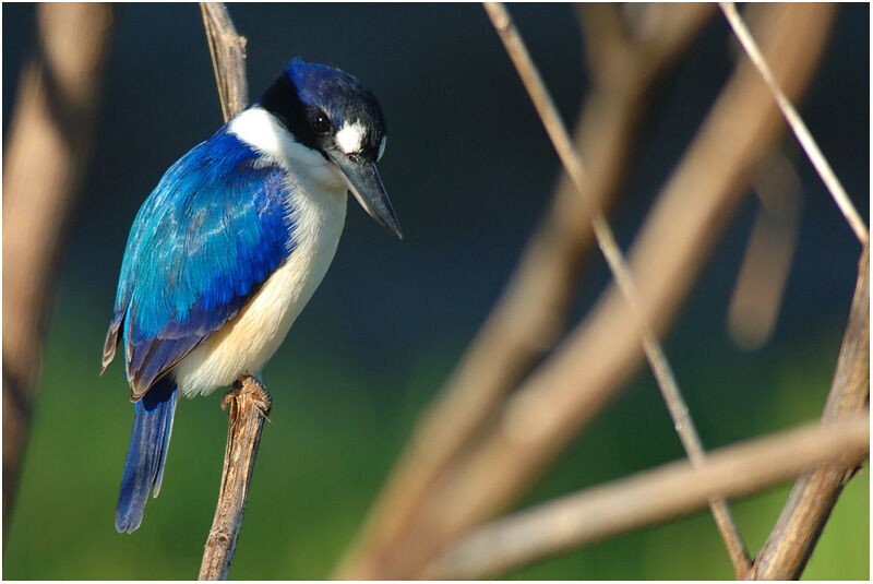 Forest Kingfisheradult