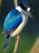 Forest Kingfisher