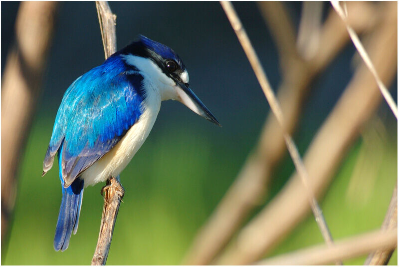 Forest Kingfisheradult